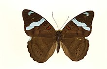 Female