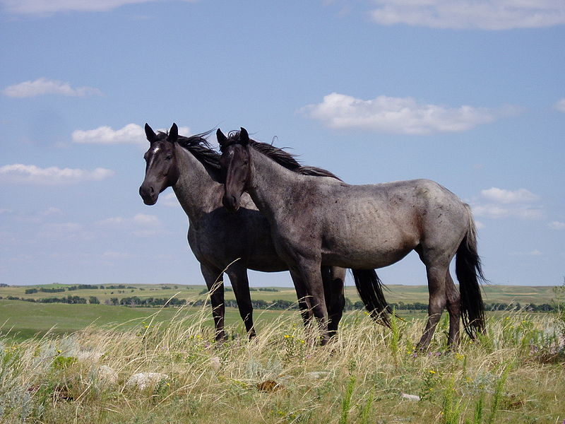 Nokota Horses