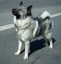 挪威猎鹿犬（英语：Norwegian Elkhound） 家犬的一個品種