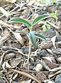 A sprout, germinated from a seed