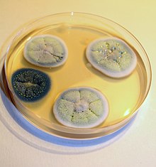 Penicillia on Petri dish.jpg