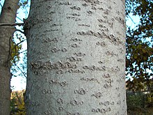 Populus tremula 005.jpg