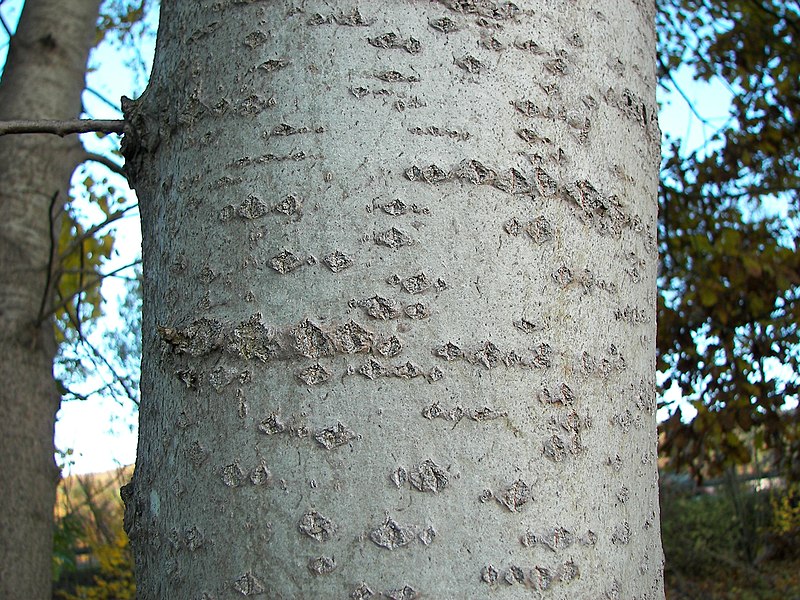 Archivo:Populus tremula 005.jpg