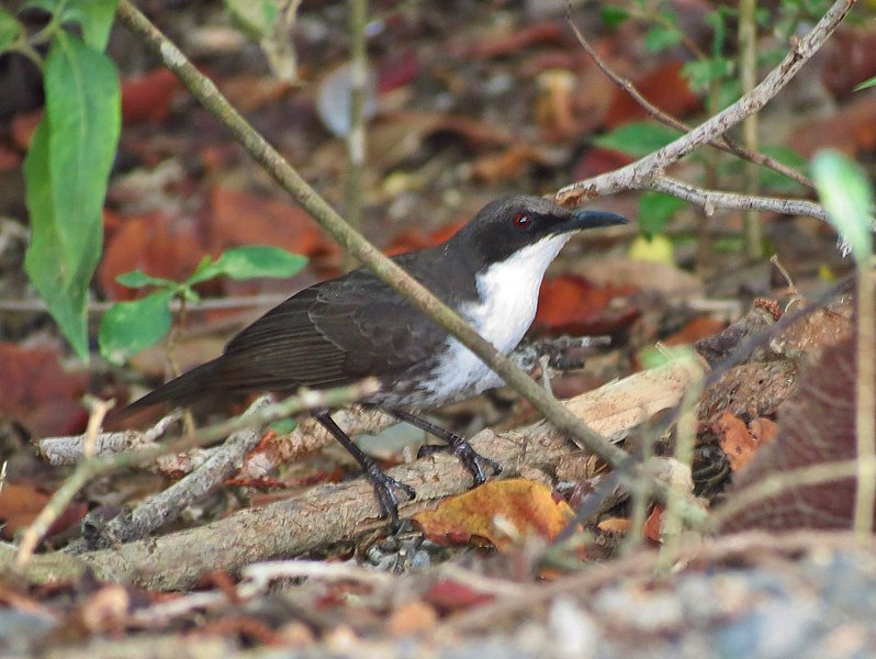 File:Ramphocinclus brachyurus brachyurus 2988171.jpg