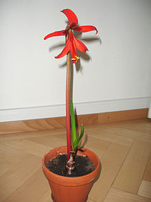 Sprekelia.formosissima.1.jpg