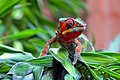 Пантерный хамелеон (Furcifer pardalis)