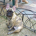 This color pattern is sometimes referred to as reverse brindle in Frenchies. It refers to the fact that fawn is more predominant than the black brindling.