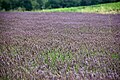 A field of Lavender in France