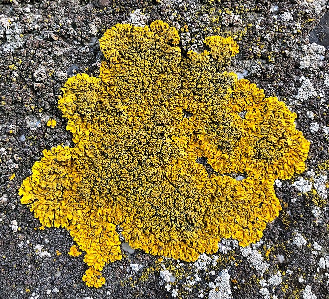 File:Xanthoria calcicola 84460548.jpg