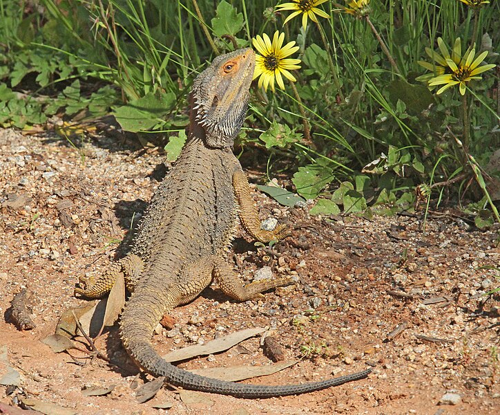 File:Bearded Dragon JCB.jpg