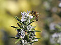 Bee landing on rosemary bush