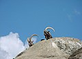 Siberian ibex - in old habitat