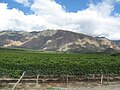 Viñedos más altos del mundo en Cafayate