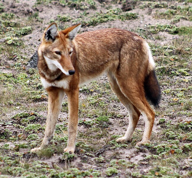 File:Canis simensis.jpg