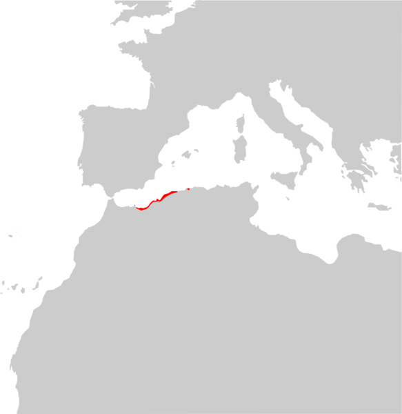 File:Chalcides mauritanicus range Map.png