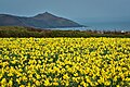 Daffodils in Cornwall.