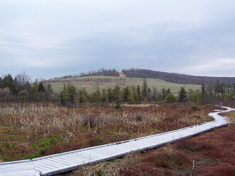 File:Cranesville Swamp - Bog.jpg