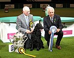 Crufts 7 февраля 2016