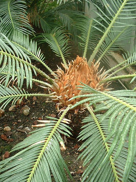 File:Cycas revoluta01.jpg