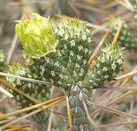 Cylindropuntia ramosissima[англ.]