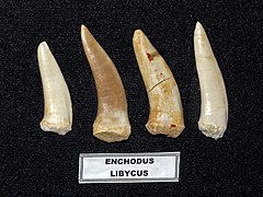 Dientes de Enchodus libycus