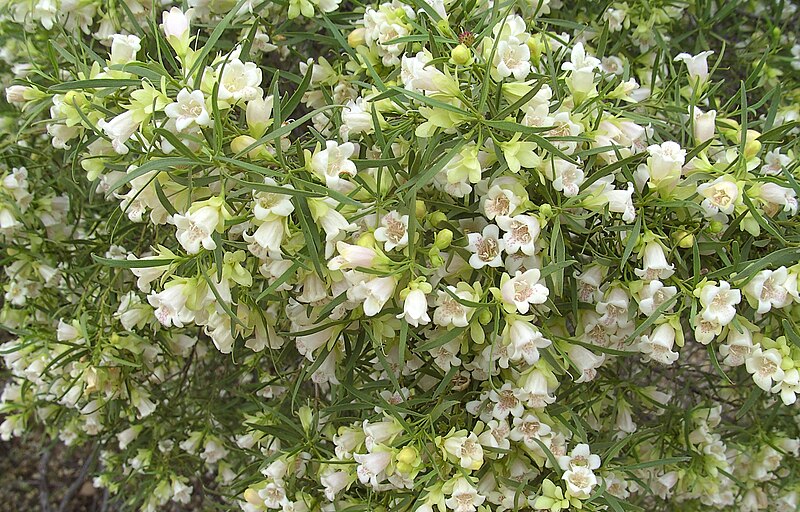 File:Eremophila mitchellii.jpg