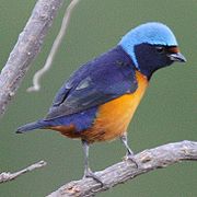 Elegant euphonia (Chlorophonia elegantissima)