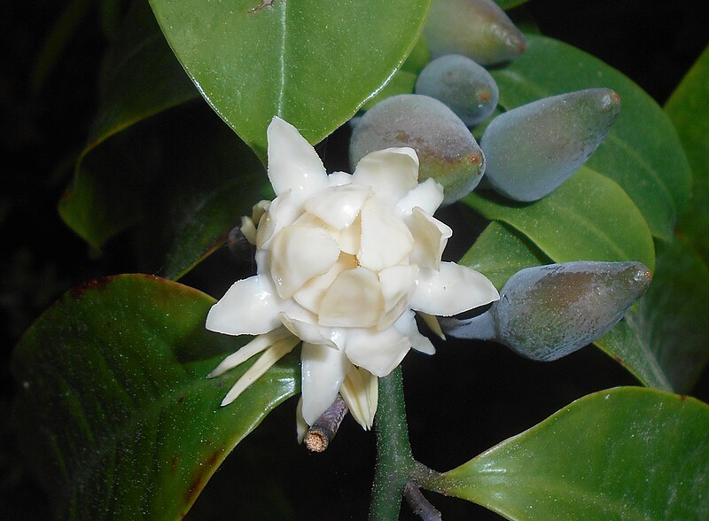 File:Eupomatia laurina 2017-05-31 2285b.jpg