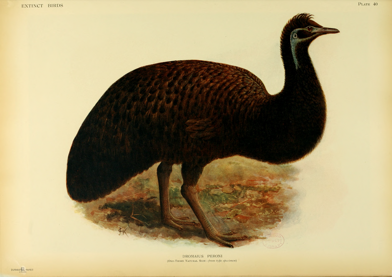 File:Extinctbirds1907 P40 Dromaius peroni0371.png