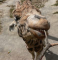 Giraffe (Giraffa camelopardalis)