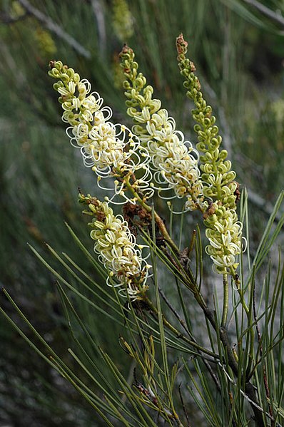 File:Grevillea candicans.jpg