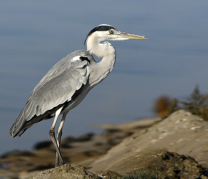 File:Grey Heron. AMSM4086.jpg