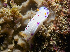 Hypselodoris capensis