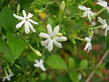 Mysore Jasmine (Jasminum grandiflorum