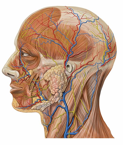 Archivo:Lateral head anatomy detail.jpg