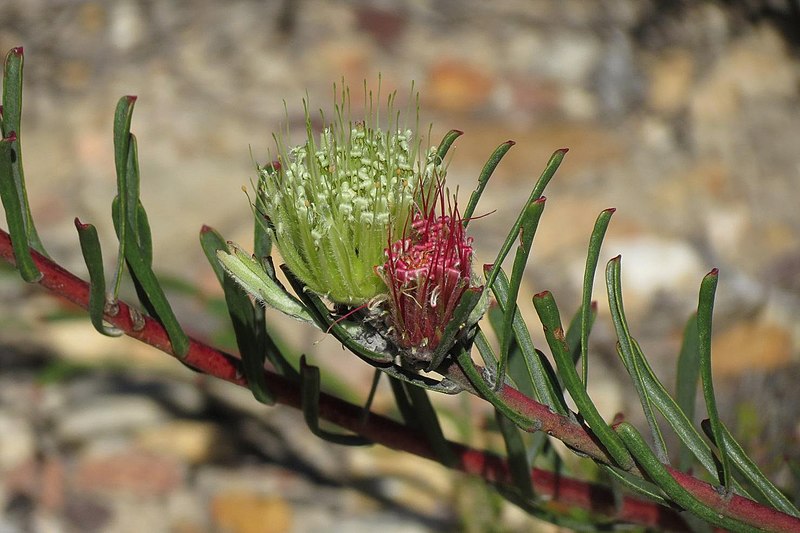 File:Leucospermum saxatile - 2a.jpg