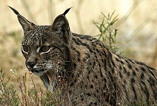 Lince ibérico (Lynx pardinus)