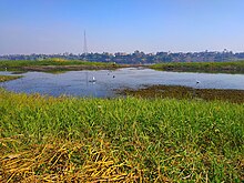 A photo showing a wide river with a variety of low wetland vegetation on the sides.