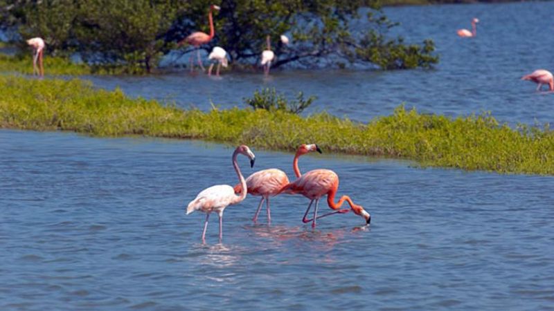 File:North Caicos Flamingos.jpg