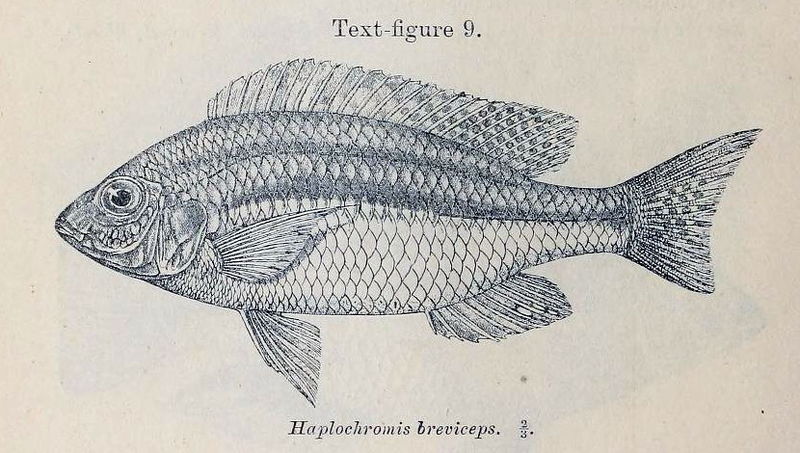 File:Nyassachromis breviceps.jpg