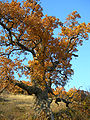 Oak tree in autumn