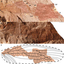 Oldest-Carboniferous-Titanoptera-Theiatitan-azari-gen-sp-nov-holotype.png