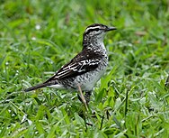 mottled black and white bird in grass