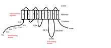 Proposed Structure of ATP7A.jpg