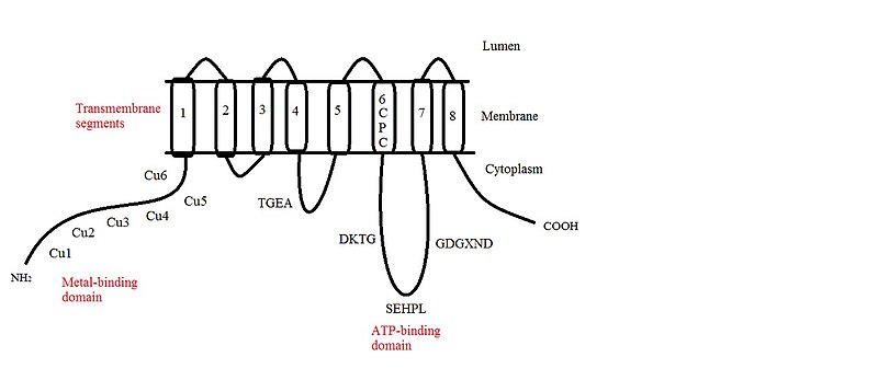 File:Proposed Structure of ATP7A.jpg