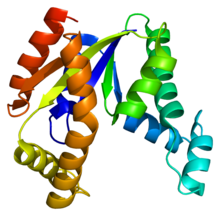 Protein CMPK PDB 1tev.png