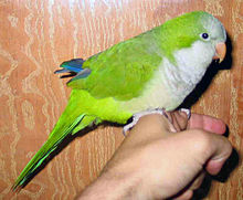 Quaker Parrot.jpg