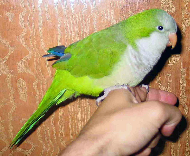 File:Quaker Parrot.jpg