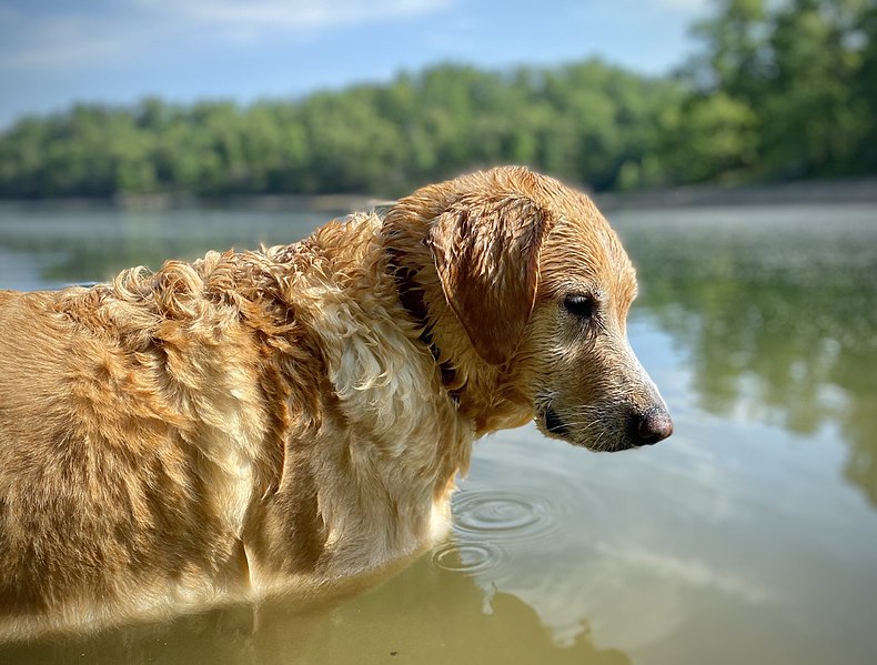 File:Retriever in water.jpg