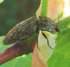 Adelocera murina